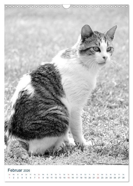 Produktbild: Wilde Katzen - Korsikas Samtpfoten (Wandkalender 2026 DIN A3 hoch), CALVENDO Monatskalender