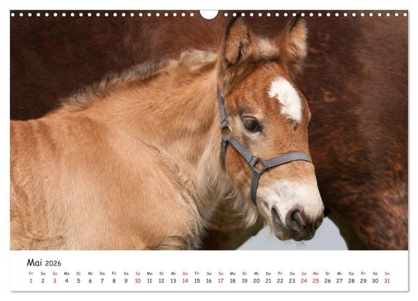 Produktbild: Kaltblut - schwere Pferde mit Herz (Wandkalender 2026 DIN A3 quer), CALVENDO Monatskalender