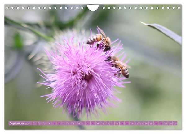 Produktbild: Lila Bl&uuml;tenzauber (Wandkalender 2026 DIN A4 quer), CALVENDO Monatskalender