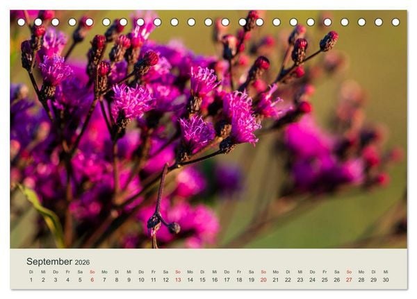 Produktbild: Appalachen - S&uuml;d (Tischkalender 2026 DIN A5 quer), CALVENDO Monatskalender