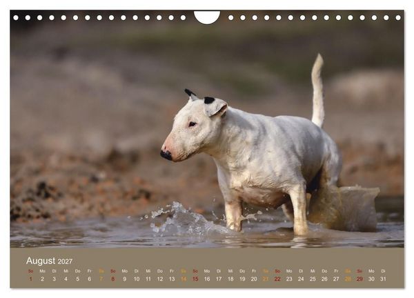Produktbild: Bullterrier, liebenswerte Sturk&ouml;pfe (Wandkalender 2027 DIN A4 quer), CALVENDO Monatskalender