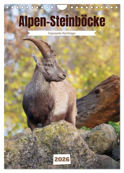 Produktbild: Alpen-Steinb&ouml;cke, imposante Horntr&auml;ger (Wandkalender 2026 DIN A4 hoch), CALVENDO Monatskalender