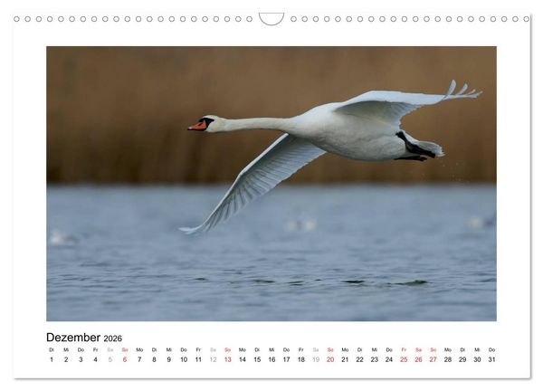 Produktbild: Geschnatter - Enten und G&auml;nse in Deutschland (Wandkalender 2026 DIN A3 quer), CALVENDO Monatskalender