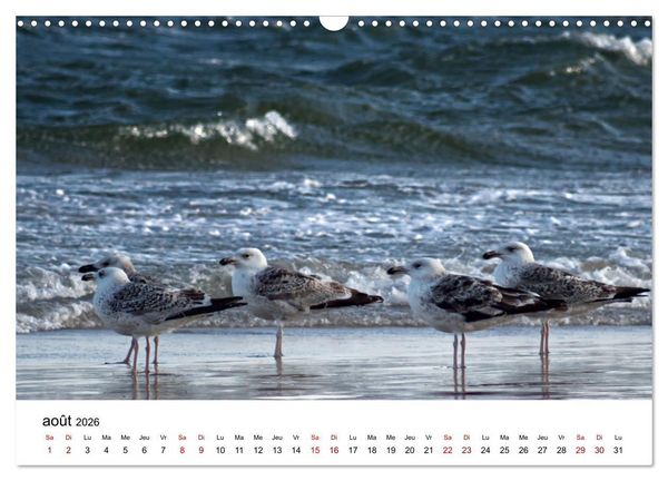 Produktbild: Dunes et mer - Une exp&eacute;rience nature (Calendrier mural 2026 DIN A3 vertical), CALVENDO calendrier mensuel
