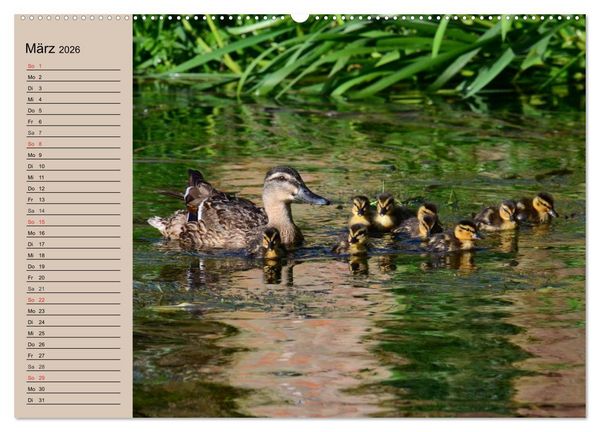 Produktbild: G&auml;nse und Enten. Schnattern, watscheln, quaken! (Wandkalender 2026 DIN A2 quer), CALVENDO Monatskalender