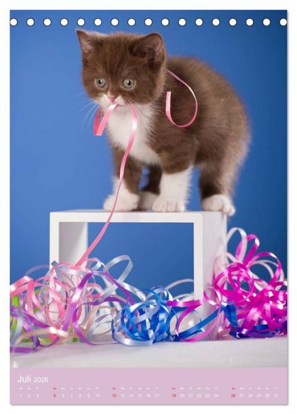 Produktbild: Tierkinder Hunde und Katzen (Tischkalender 2026 DIN A5 hoch), CALVENDO Monatskalender