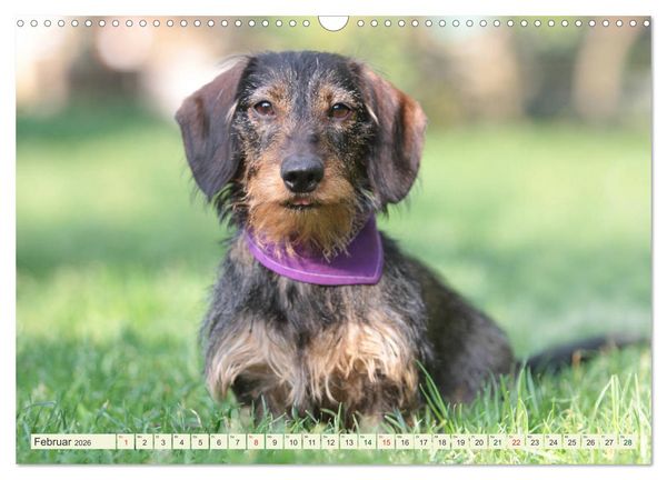 Produktbild: Liebenswerte Rabauken - Rauhaardackel (Wandkalender 2026 DIN A3 quer), CALVENDO Monatskalender