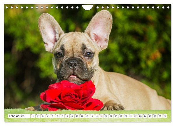 Produktbild: Kleiner Kobold Franz&ouml;sische Bulldogge (Wandkalender 2026 DIN A4 quer), CALVENDO Monatskalender