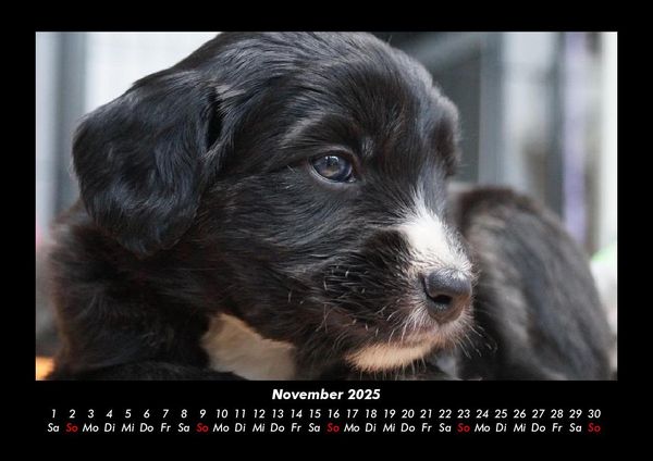 Produktbild: Welpen 2025 Fotokalender DIN A3