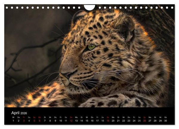 Produktbild: Tierisches (Wandkalender 2026 DIN A4 quer), CALVENDO Monatskalender