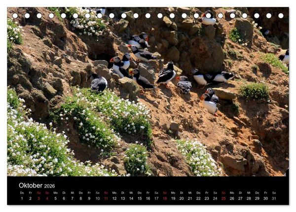 Produktbild: Puffins, Papageitauchern ganz nah (Tischkalender 2026 DIN A5 quer), CALVENDO Monatskalender