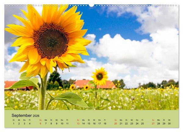 Produktbild: Nordsee - Traum (Wandkalender 2026 DIN A2 quer), CALVENDO Monatskalender
