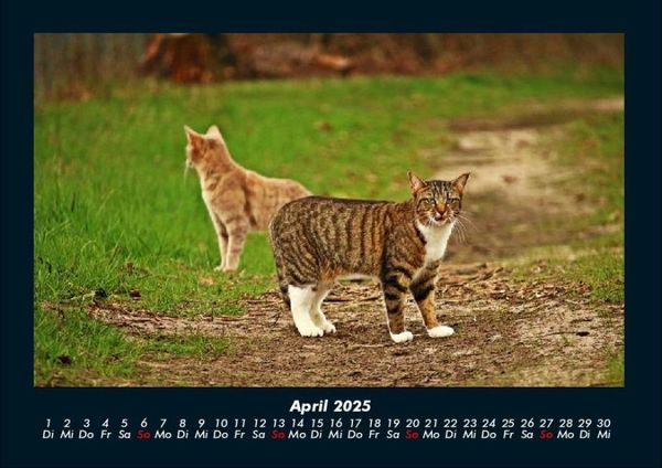 Produktbild: F&uuml;r Katzenfreunde 2025 Fotokalender DIN A4