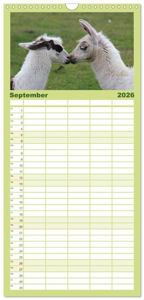 Produktbild: Familienplaner 2026 - Lama-Kalender mit 5 Spalten (Wandkalender, 21 x 45 cm) CALVENDO