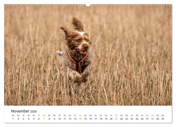 Produktbild: Treue Jagdgef&auml;hrten - Jagdhunderassen im Portrait (hochwertiger Premium Wandkalender 2026 DIN A2 quer), Kunstdruck in Hochglanz