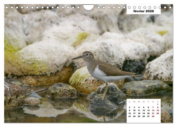 Produktbild: Les habitants de Lesbos Ile des cyclades (Calendrier mural 2026 DIN A4 vertical), CALVENDO calendrier mensuel
