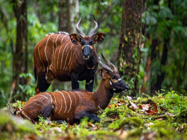 Produktbild: CALVENDO Puzzle Bongo Antilopen in der Wildnis | 1000 Teile Lege-Gr&ouml;&szlig;e 64x48cm Foto-Puzzle f&uuml;r gl&uuml;ckliche Stunden