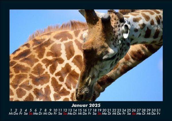 Produktbild: Giraffen 2025 Fotokalender DIN A5