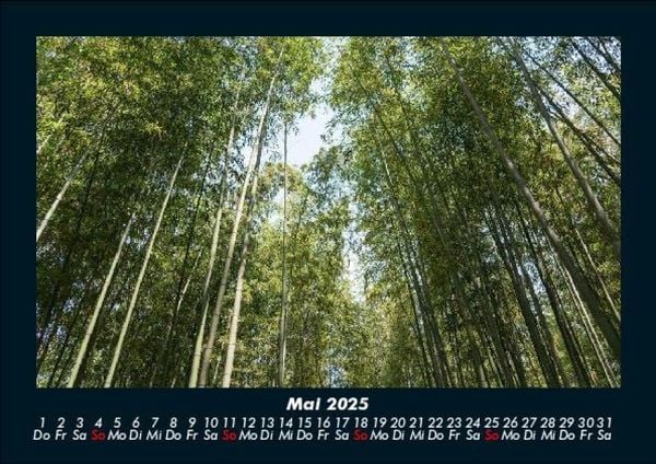 Produktbild: B&auml;ume 2025 Fotokalender DIN A5