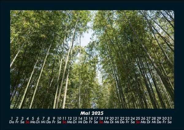 Produktbild: B&auml;ume 2025 Fotokalender DIN A5