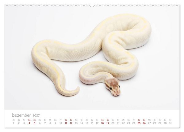 Produktbild: K&ouml;nigspythons - bunte Schlangen (Wandkalender 2027 DIN A2 quer), CALVENDO Monatskalender