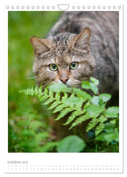 Produktbild: Chats forestiers (Calendrier mural 2026 DIN A4 horizontal), CALVENDO calendrier mensuel
