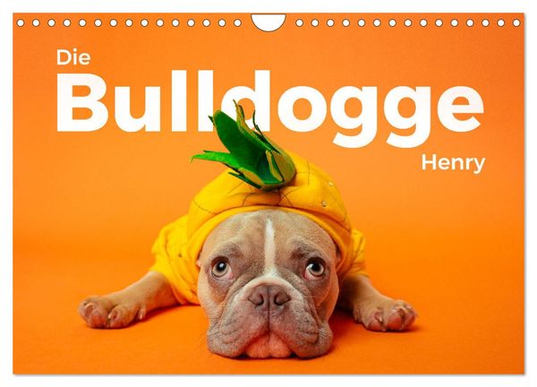 Produktbild: Die Bulldogge Henry (Wandkalender 2026 DIN A4 quer), CALVENDO Monatskalender