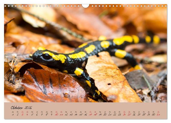 Produktbild: Feuersalamander - Liebenswerte Heimlichtuer (Wandkalender 2026 DIN A3 quer), CALVENDO Monatskalender