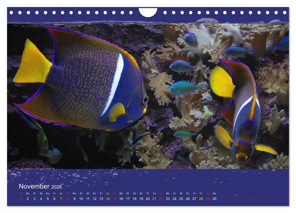 Produktbild: Korallenfische im Lichtschimmer des Meeres (Wandkalender 2026 DIN A4 quer), CALVENDO Monatskalender