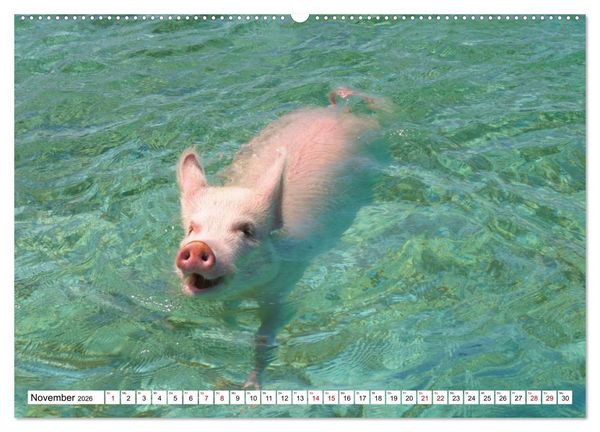 Produktbild: Schweine im Dauerurlaub auf den Bahamas! (hochwertiger Premium Wandkalender 2026 DIN A2 quer), Kunstdruck in Hochglanz