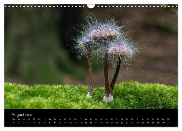 Produktbild: PILZE IM FOKUS 2026 (Wandkalender 2026 DIN A3 quer), CALVENDO Monatskalender