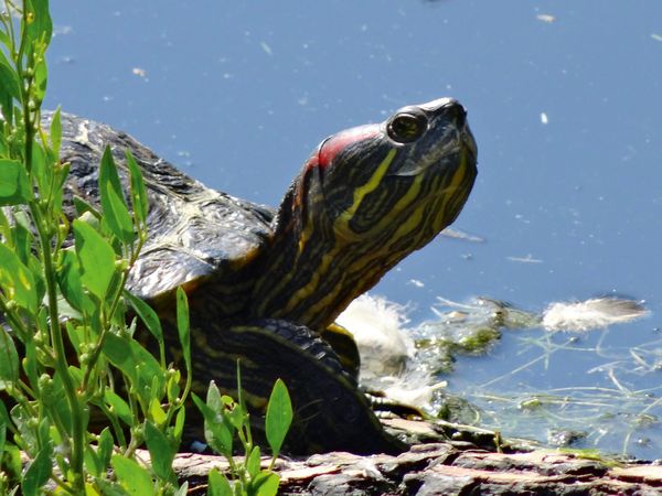 Produktbild: CALVENDO Puzzle Schmuckschildkr&ouml;te 1000 Teile Lege-Gr&ouml;&szlig;e 64 x 48 cm Foto-Puzzle Bild von kattobello