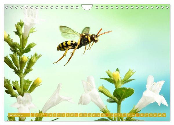 Produktbild: Sechs Beine in der Luft - Wildbienen im Flug (Wandkalender 2026 DIN A4 quer), CALVENDO Monatskalender