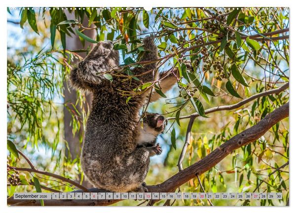 Produktbild: Australische Koalas (Wandkalender 2026 DIN A2 quer), CALVENDO Monatskalender
