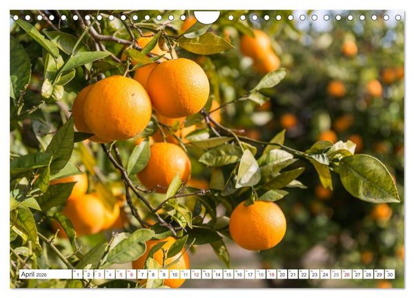 Produktbild: Emotionale Momente: Orangen & Zitronen. (Wandkalender 2026 DIN A4 quer), CALVENDO Monatskalender