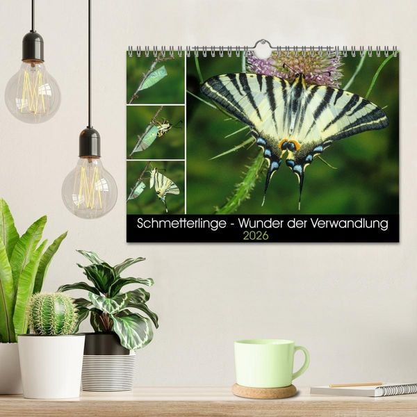 Produktbild: Schmetterlinge - Wunder der Verwandlung (Wandkalender 2026 DIN A4 quer), CALVENDO Monatskalender