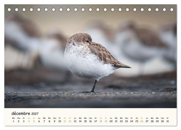 Produktbild: Chuchotements d'ailes - Une ann&eacute;e dans l'intimit&eacute; des oiseaux (Calendrier de bureau 2027 DIN A5 vertical), CALVENDO calendrier mensuel