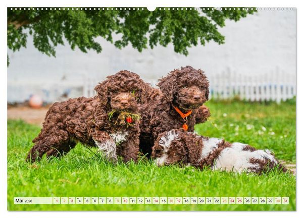 Produktbild: Lagotto Romagnolo - der Tr&uuml;ffelhund Italiens (Wandkalender 2026 DIN A2 quer), CALVENDO Monatskalender