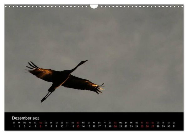 Produktbild: Kraniche (Wandkalender 2026 DIN A3 quer), CALVENDO Monatskalender