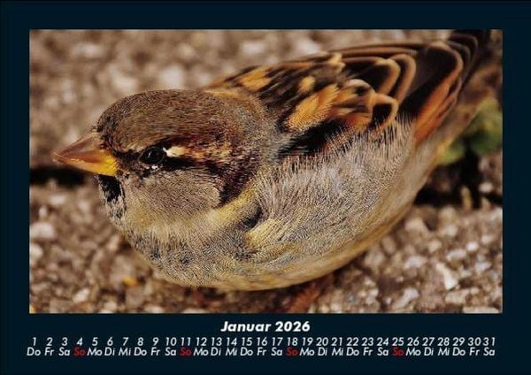 Produktbild: Vogelparadies 2026 Fotokalender DIN A5