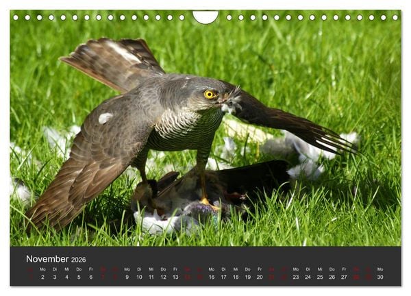 Produktbild: Faszination der Greifv&ouml;gel und Geier (Wandkalender 2026 DIN A4 quer), CALVENDO Monatskalender