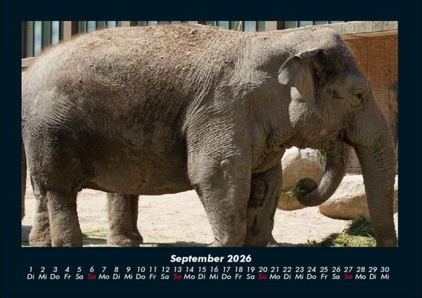 Produktbild: Elefanten - Die sanften Riesen Afrikas 2026 Fotokalender DIN A4