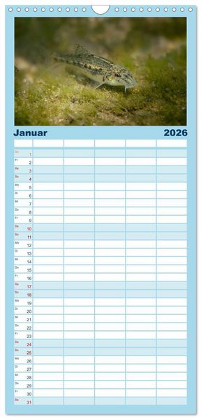 Produktbild: Familienplaner 2026 - Faszination Fische mit 5 Spalten (Wandkalender, 21 x 45 cm) CALVENDO