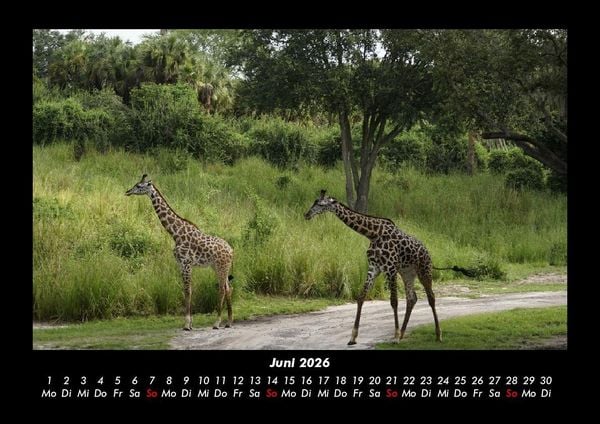 Produktbild: Welt der Tiere 2026 Fotokalender DIN A3