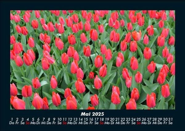 Produktbild: Blumenzauber 2025 Fotokalender DIN A5