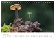 Thumbnail-11