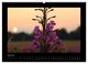 Thumbnail-11