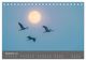 Thumbnail-14