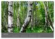 Thumbnail-8