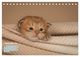 Thumbnail-11